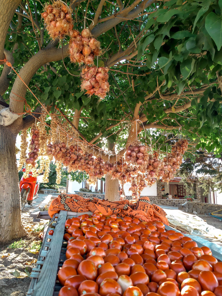 Pomodoro di Ustica